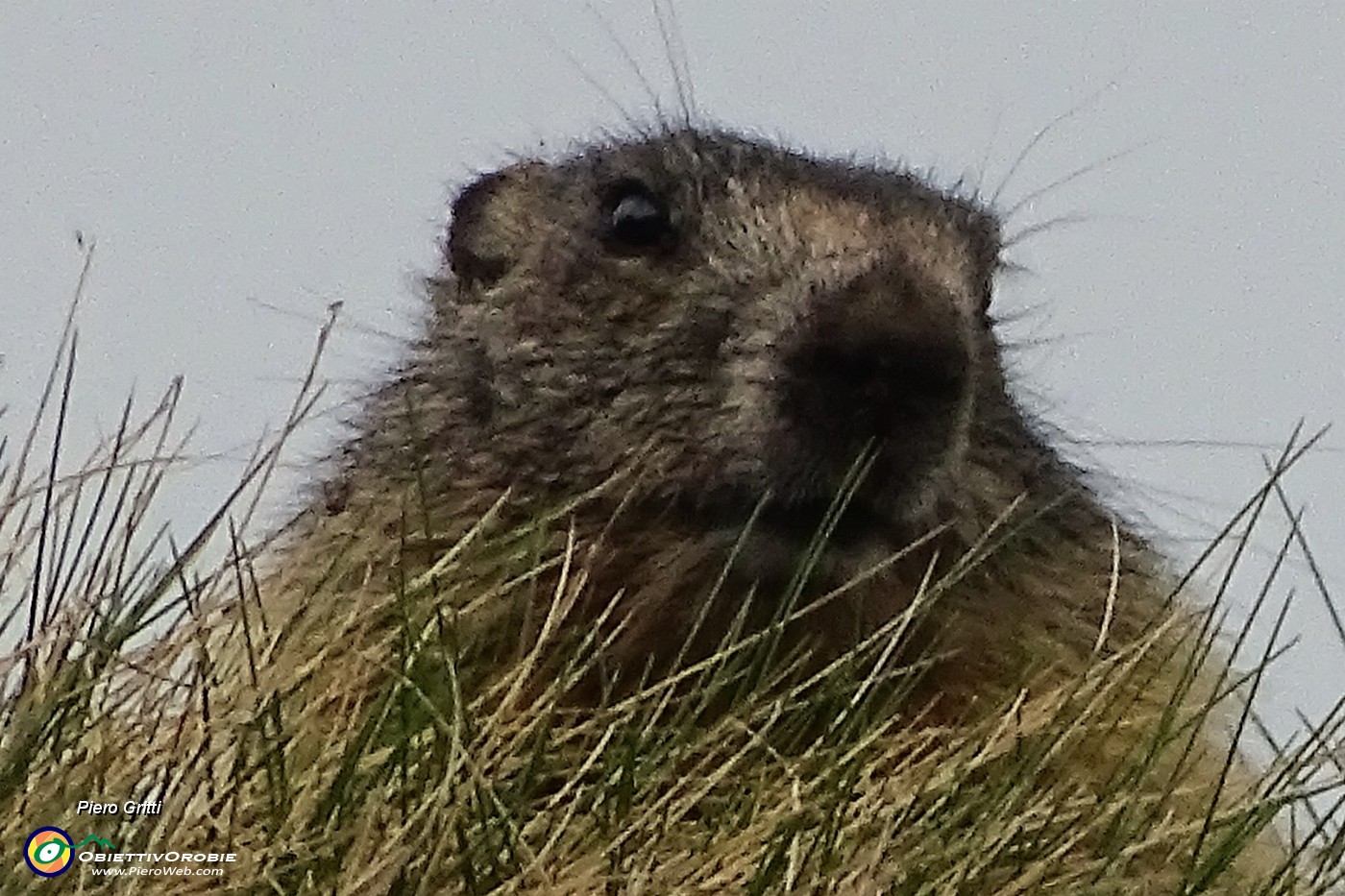 55 Zoom su marmotta in sentinella....JPG